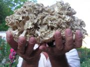 Polyporus umbellatus